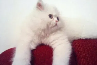 Familia, fotos, amigos, etc