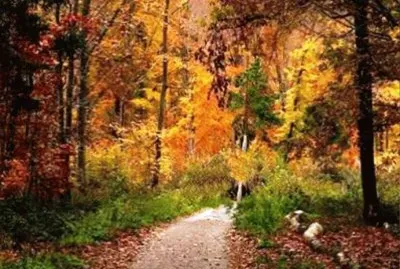 autumn 166 jigsaw puzzle