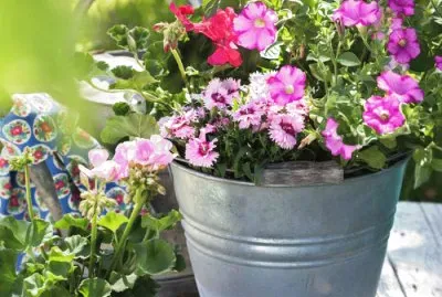 Summerflowers