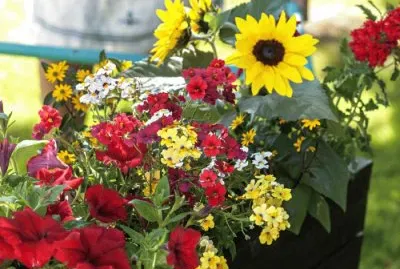 Summerflowers