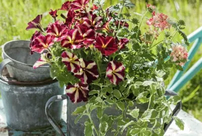 Petunior jigsaw puzzle