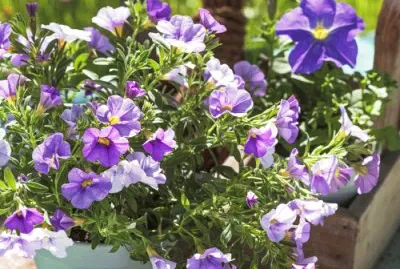 Petunior jigsaw puzzle