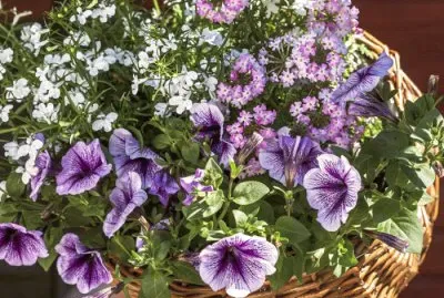 Petunior jigsaw puzzle