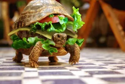 Tortuga-Hamburgesa