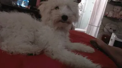 MI PERRITA KIMI