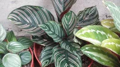 hojas ralladas jigsaw puzzle