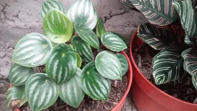 hojas ralladas jigsaw puzzle