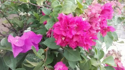 פאזל של bugambilia