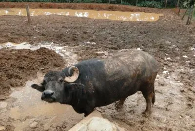 Búfalo