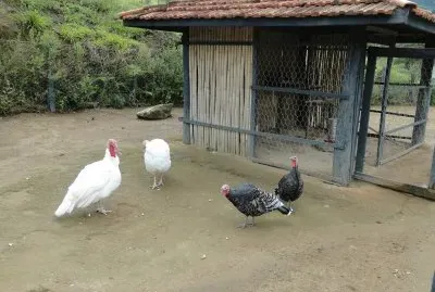 Perus Pretos e Brancos