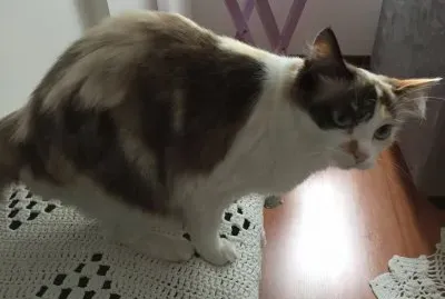 Gata Lua