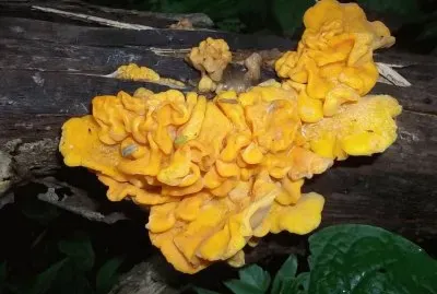 Cogumelo Orelha de Pau