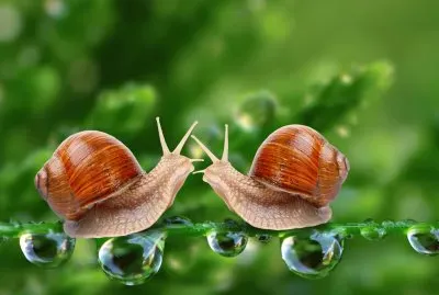 Caracoles