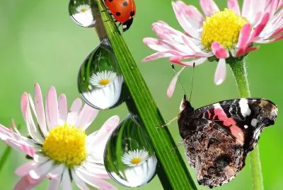 Mariposa