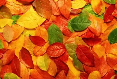 Hojas-OtoÃ±o jigsaw puzzle