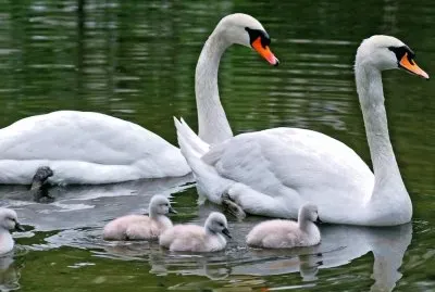 Familia-Cisnes