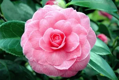 camelia japÃ³nica jigsaw puzzle