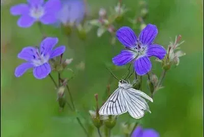 פאזל של imagens