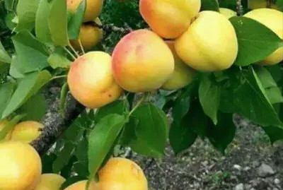 פאזל של imagens