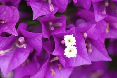 Vibrant Magenta Bougainvillea