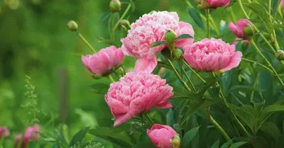 peonia