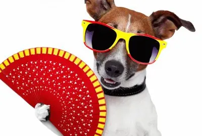 Animales, Humor, Terrier.jpg