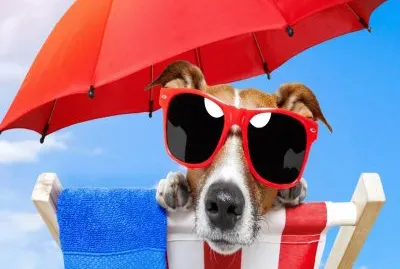 Dibujados, Animales,Verano.jpg
