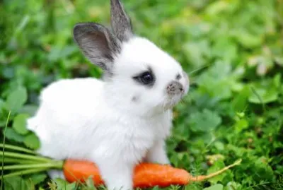bunny