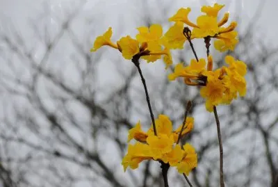 Ipê amarelo