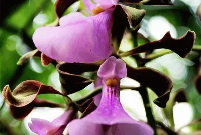 orquidea campana