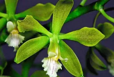 orquidea del valle del cauca