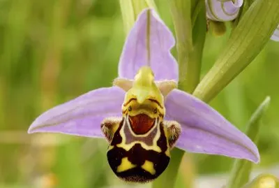 orquidea abeja