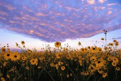 NATUREZA jigsaw puzzle