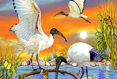 Arte Digit,Ibis Sagrados