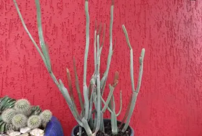 Cactus e Suculenta