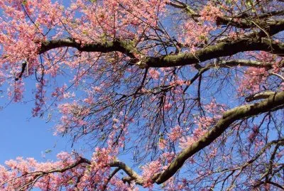 פאזל של imagens