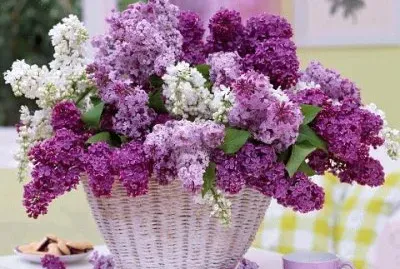 Pretty Basket of Lilacs