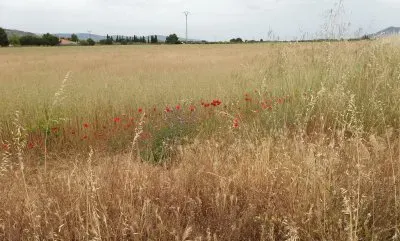 paisaje jigsaw puzzle