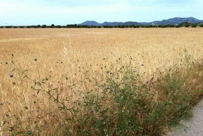 paisaje jigsaw puzzle