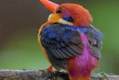 pajarito