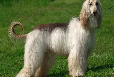Animales,Afghan Hound