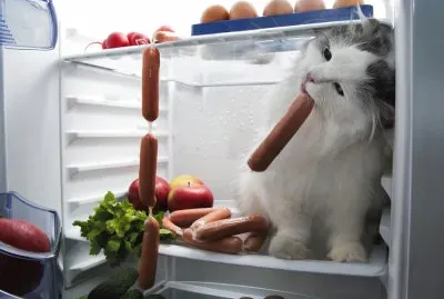 Animales Gato,Hambriento