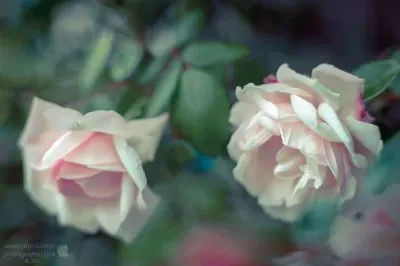 Romantic Roses jigsaw puzzle