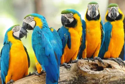 Guacamayos Azul Y Amarillo