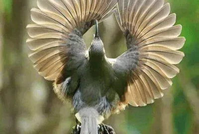 Naturaleza Viva