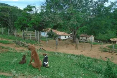 Gardiões da Fazenda jigsaw puzzle