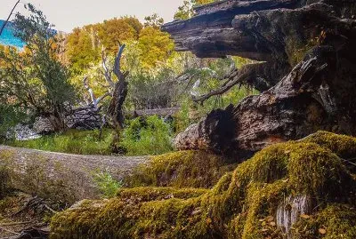 En la Provincia de NeuquÃ©n. Argentina