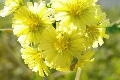 Small yellow wildflowers