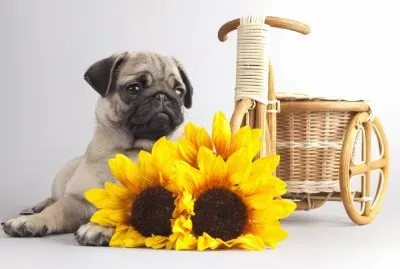 Animales-Pug