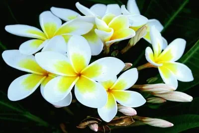 Tierra-Naturaleza.Frangipani